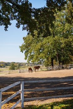 Horses are grazing in a paddock, a beautiful park, two beautiful horses, horseback riding