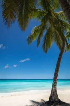 Tropical paradise, sand beach in caribbean Saona Island, Punta Cana, Dominican Republic