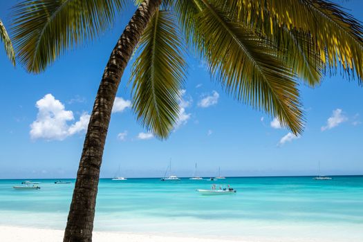 Tropical paradise, sand beach in caribbean Saona Island, Punta Cana, Dominican Republic