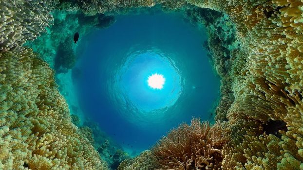 Tropical coral reef and fishes underwater. Hard and soft corals. Underwater video. Philippines.