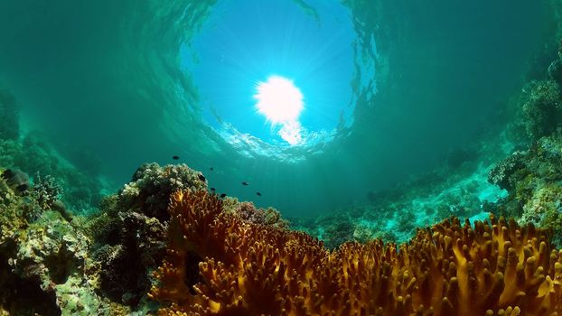 Tropical coral reef seascape with fishes, hard and soft corals. Philippines.