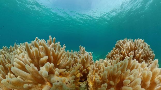 Tropical fishes and coral reef at diving. Underwater world with corals and tropical fishes. Philippines.