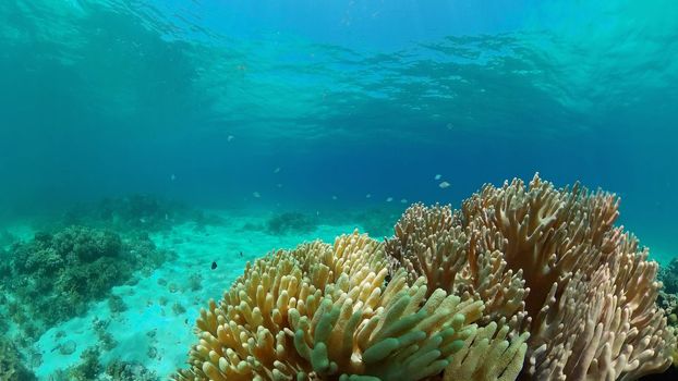 Coral reef and tropical fishes. The underwater world of the Philippines.