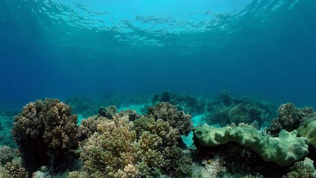 Coral reef underwater with tropical fish. Hard and soft corals, underwater landscape. Travel vacation concept. Philippines.