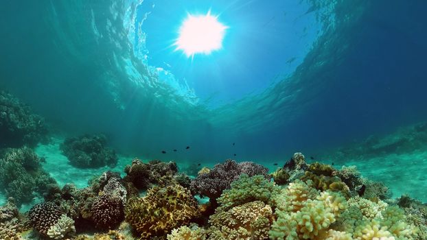 Tropical coral reef. Scene reef. Marine life sea world. Underwater fish reef marine. Philippines.