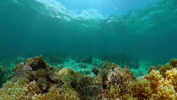 Beautiful underwater landscape with tropical fish and corals. Hard and soft corals, underwater landscape. Travel vacation concept. Philippines.