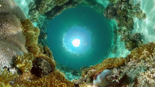 Reef coral scene. Colourful underwater seascape. Beautiful soft coral. Sea coral reef. Philippines.