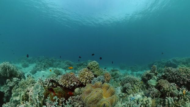 Underwater Colorful Tropical Fishes. wonderful and beautiful underwater colorful fishes and corals in the tropical reef. Philippines.