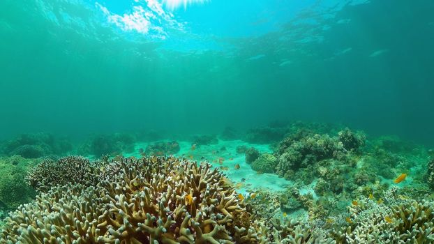 Tropical fishes and coral reef underwater. Hard and soft corals, underwater landscape. Travel vacation concept. Philippines.