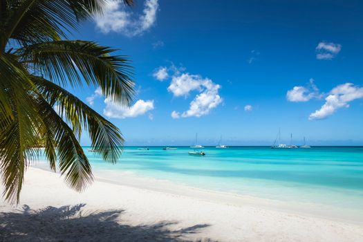 Tropical paradise, sand beach in caribbean Saona Island, Punta Cana, Dominican Republic