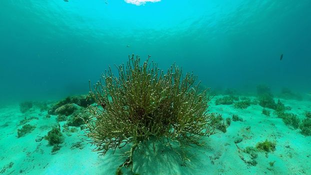 Scene reef. Marine life sea world. Underwater fish reef marine. Philippines.