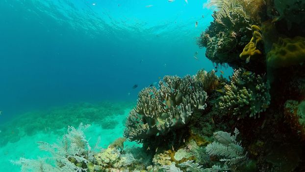 Tropical Fish Corals Marine Reef. Underwater Sea Tropical Life. Tropical underwater sea fishes. Underwater fish reef marine. Tropical colorful underwater seascape. Philippines.