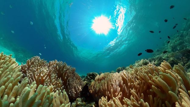 Tropical fishes and coral reef at diving. Beautiful underwater world with corals and fish.