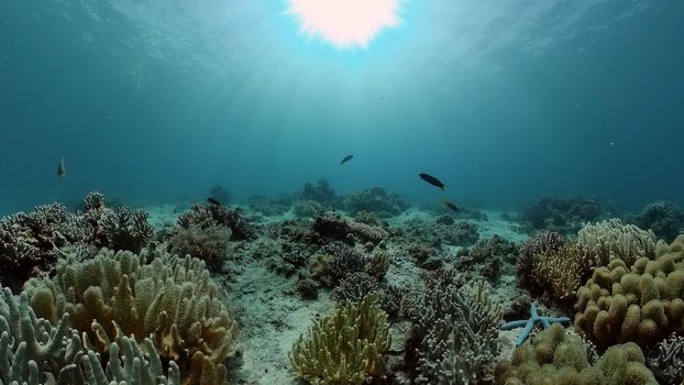 Underwater fish reef marine. Tropical colourful underwater seascape. Philippines.