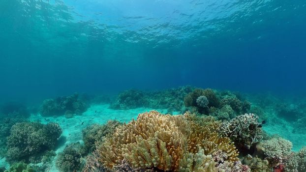 Colourful tropical coral reef. Tropical coral reef. Underwater fishes and corals. Philippines.