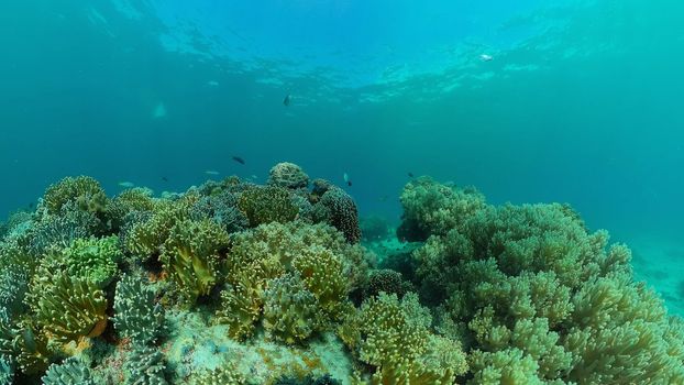 Coral garden seascape. Colourful tropical coral. Philippines.