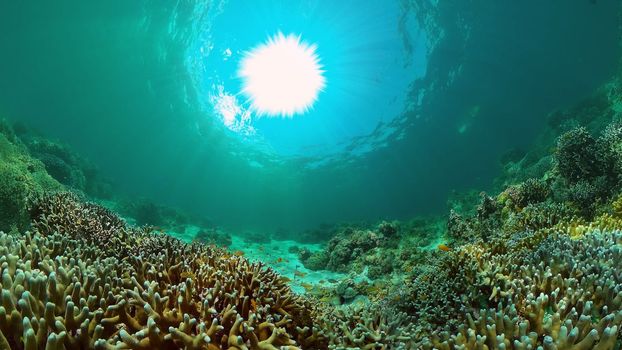 Coral reef underwater with fishes and marine life. Coral reef and tropical fish. Philippines.