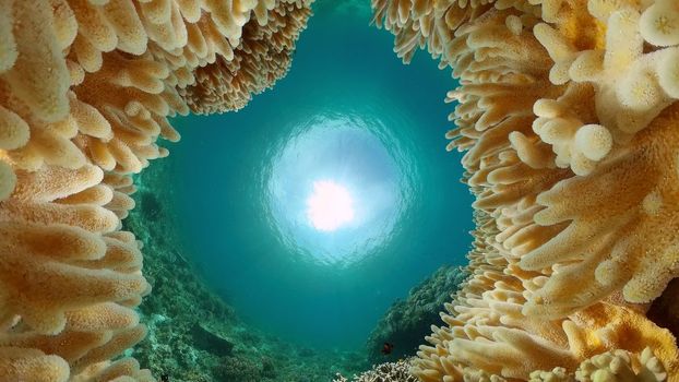 Beautiful underwater landscape with tropical fish and corals. Philippines.