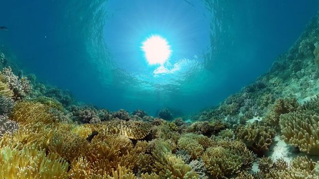 Tropical fishes and coral reef underwater. Hard and soft corals, underwater landscape. Philippines.