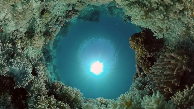Colourful tropical coral reef. Scene reef. Marine life sea world. Philippines.