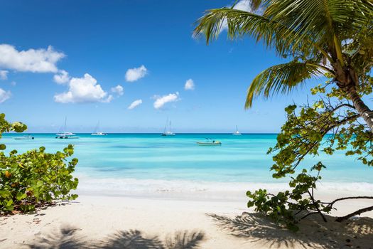 Tropical paradise, sand beach in caribbean Saona Island, Punta Cana, Dominican Republic