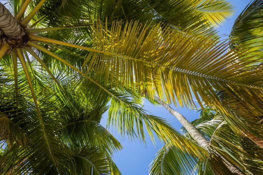 Tropical paradise, idyllic caribbean palm trees in Punta Cana at sunny day, Dominican Republic