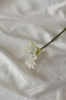narcissus, daffodil spring flowers on a white background.