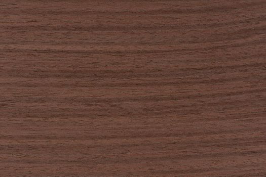 Texture of wenge wood. Dark brown wood for furniture or flooring. Close-up of a Wenge wooden plank, top view