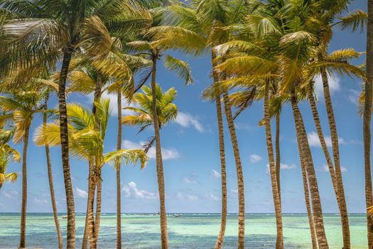 Palm trees and Tropical idyllic and secluded beach in Punta Cana, turquoise caribbean sea