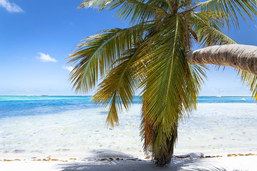 Palm tree and Tropical idyllic and secluded beach in Punta Cana, turquoise caribbean sea