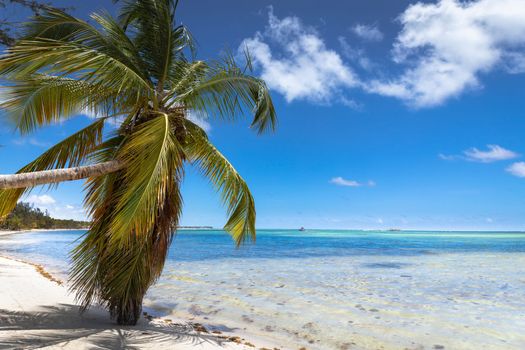 Palm tree and Tropical idyllic and secluded beach in Punta Cana, turquoise caribbean sea