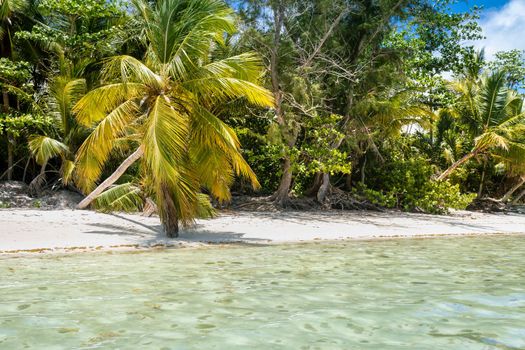 Palm trees and Tropical idyllic and secluded beach in Punta Cana, turquoise caribbean sea