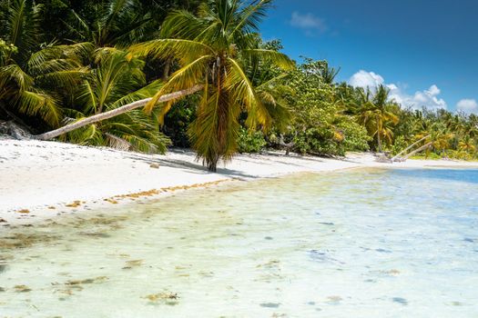 Palm trees and Tropical idyllic and secluded beach in Punta Cana, turquoise caribbean sea