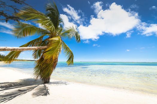 Palm tree and Tropical idyllic and secluded beach in Punta Cana, turquoise caribbean sea