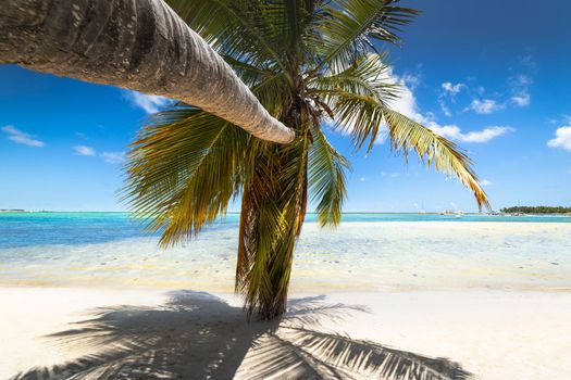 Palm tree and Tropical idyllic and secluded beach in Punta Cana, turquoise caribbean sea