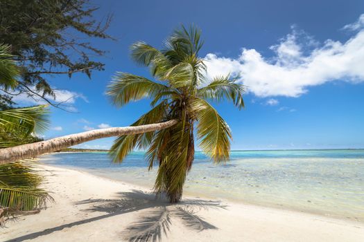 Palm tree and Tropical idyllic and secluded beach in Punta Cana, turquoise caribbean sea