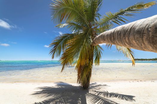 Palm tree and Tropical idyllic and secluded beach in Punta Cana, turquoise caribbean sea