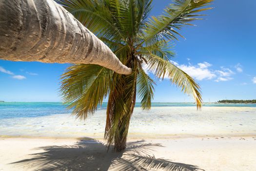Palm tree and Tropical idyllic and secluded beach in Punta Cana, turquoise caribbean sea