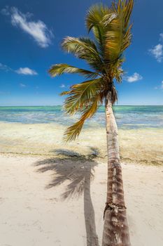 Palm tree and Tropical idyllic and secluded beach in Punta Cana, turquoise caribbean sea