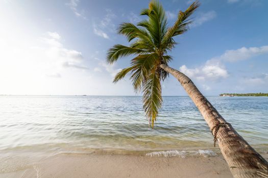 Palm tree and Tropical idyllic and secluded beach in Punta Cana, turquoise caribbean sea