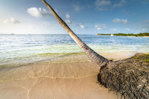 Palm tree and Tropical idyllic and secluded beach in Punta Cana, turquoise caribbean sea