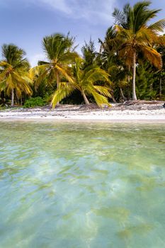 Palm trees and Tropical idyllic and secluded beach in Punta Cana, turquoise caribbean sea