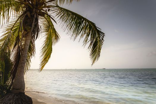 Palm tree and Tropical idyllic and secluded beach in Punta Cana, turquoise caribbean sea
