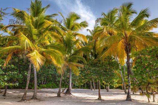 Tropical paradise, idyllic caribbean palm trees in Punta Cana at sunny day, Dominican Republic