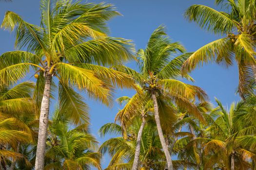 Tropical paradise, idyllic caribbean palm trees in Punta Cana at sunny day, Dominican Republic