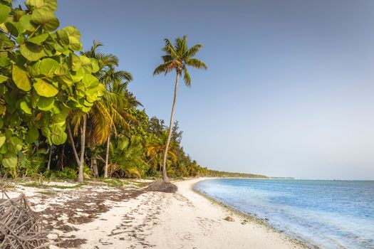 Palm tree and Tropical idyllic and secluded beach in Punta Cana, turquoise caribbean sea