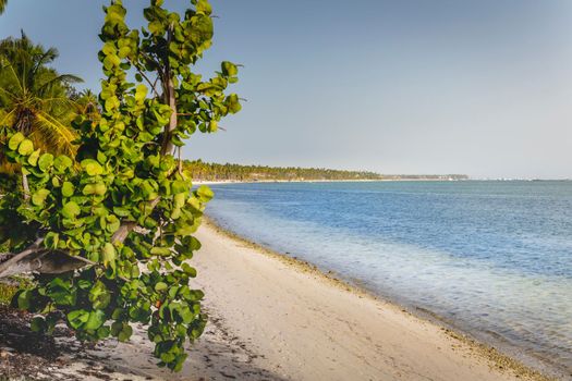 Palm tree and Tropical idyllic and secluded beach in Punta Cana, turquoise caribbean sea