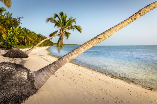 Palm tree and Tropical idyllic and secluded beach in Punta Cana, turquoise caribbean sea