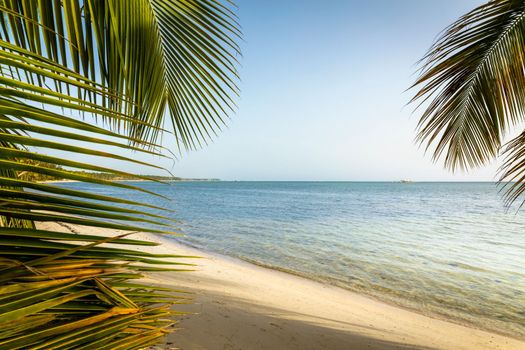 Palm tree and Tropical idyllic and secluded beach in Punta Cana, turquoise caribbean sea
