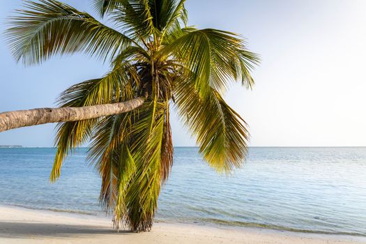 Palm tree and Tropical idyllic and secluded beach in Punta Cana, turquoise caribbean sea